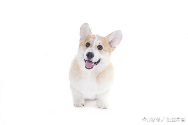 柯基犬没有尾巴原因有二，你支持柯基断尾吗