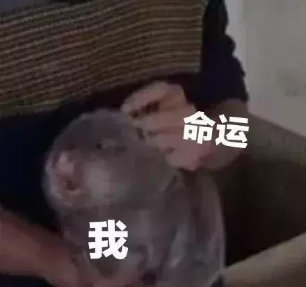 刷屏的吃竹鼠梗是啥？看懂了原来真扎心！！！