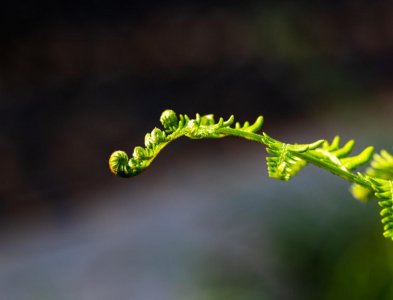 ​蕨类植物能净化空气吗？