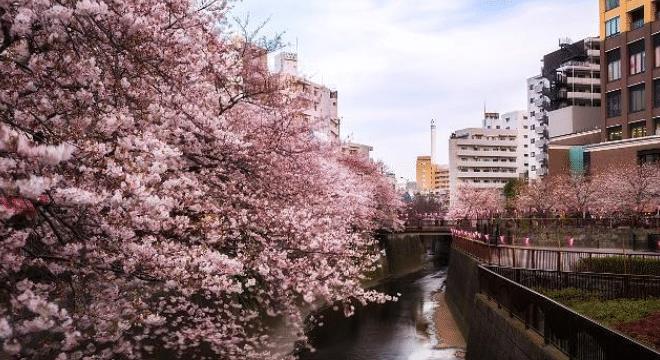 大量日籍华人“回国”遭拒绝，原因一针见血：以为逛菜市场呢？