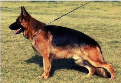 ​世界优秀警犬十大排名 排第一的是德国牧羊犬 罗威纳犬暂排第二