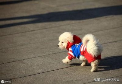 ​金毛犬不吃饭是什么原因？怎么能让它吃饭？金毛犬不吃饭怎么办？