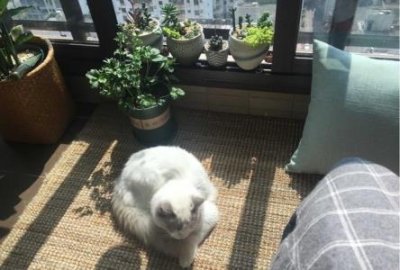 ​蓝猫喜欢吃什么食物？在蓝猫眼里，这几种食物才是人间美味