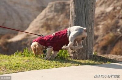 ​北京犬证有效期北京犬证什么样