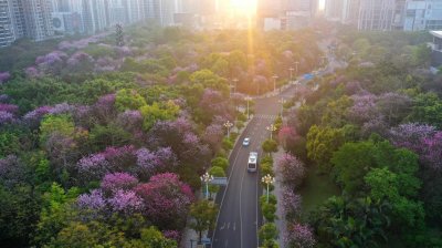 ​“紫气东来”春满城 柳州市29万株紫荆花进入盛花期