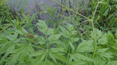 ​在农村看到野芹菜！万万不可摘，小心躺板板