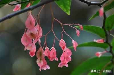 ​夏花（二十一）-斑叶竹节秋海棠