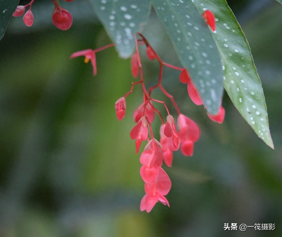 夏花（二十一）——斑叶竹节秋海棠